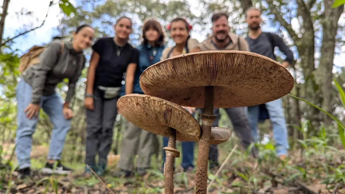 Hongos