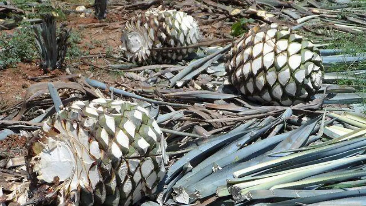 Agave