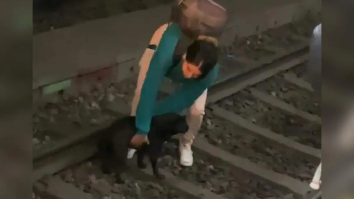 Lomito rescatado en la estación San Jacinto