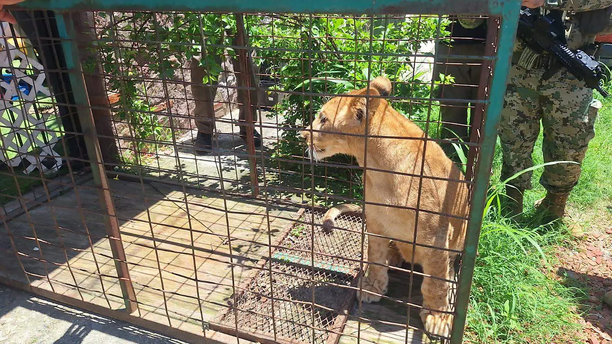 León2
