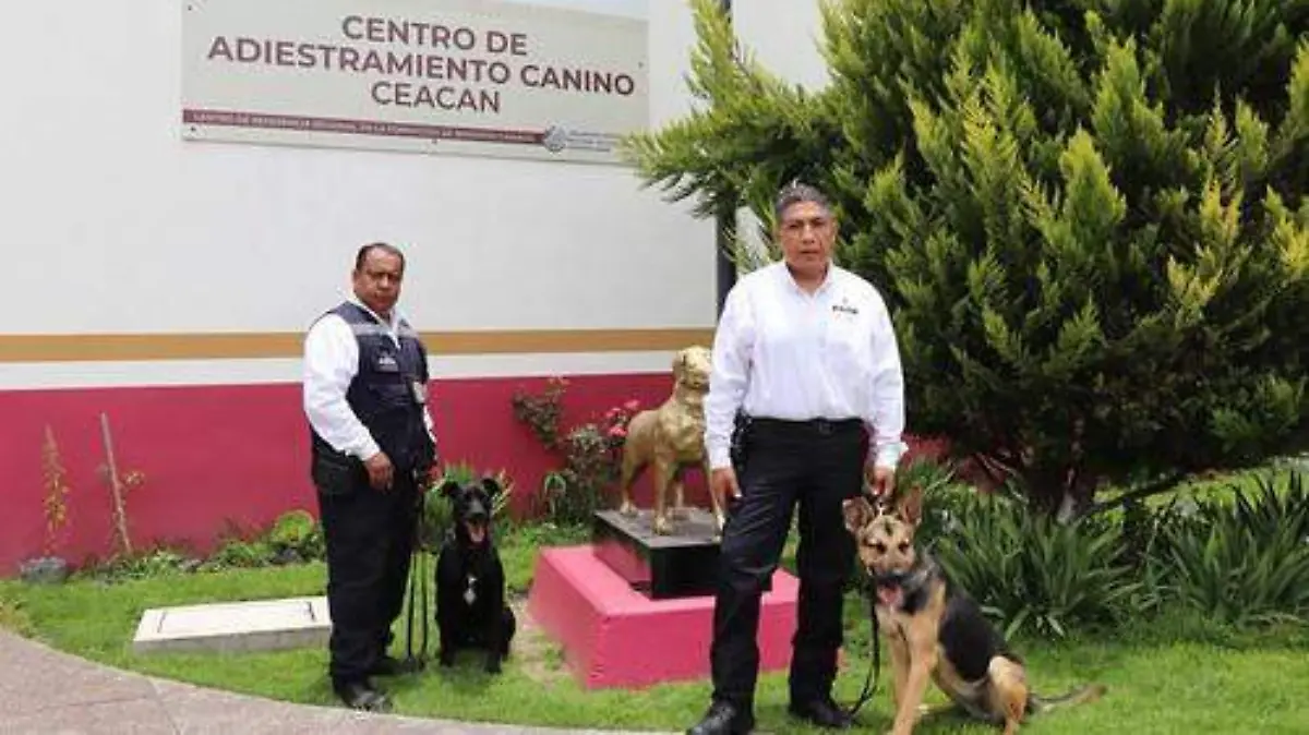 perros entrenados