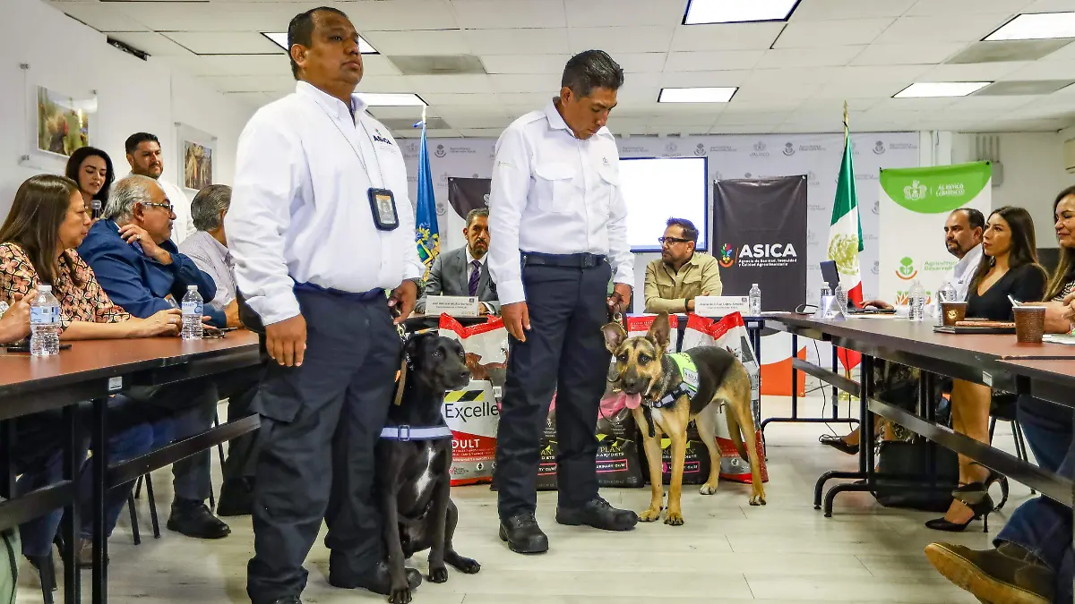 Perro gusano barrenador (6)