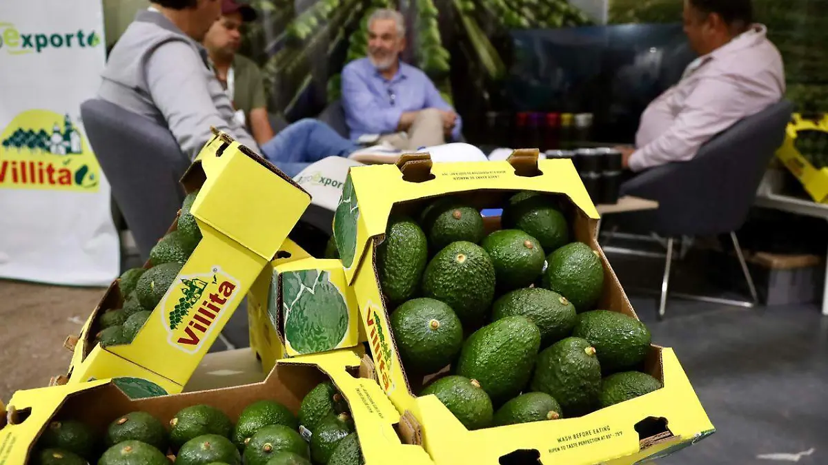 Aguacate de Jalisco se exporta al resto del mundo