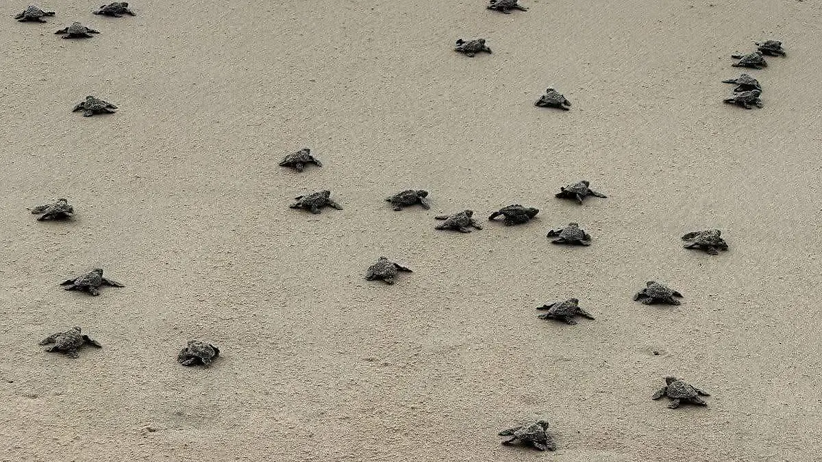 TORTUGAS