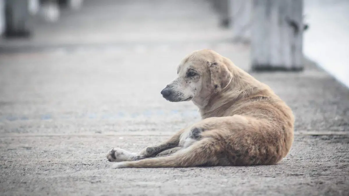 Perro en siatuación de calle