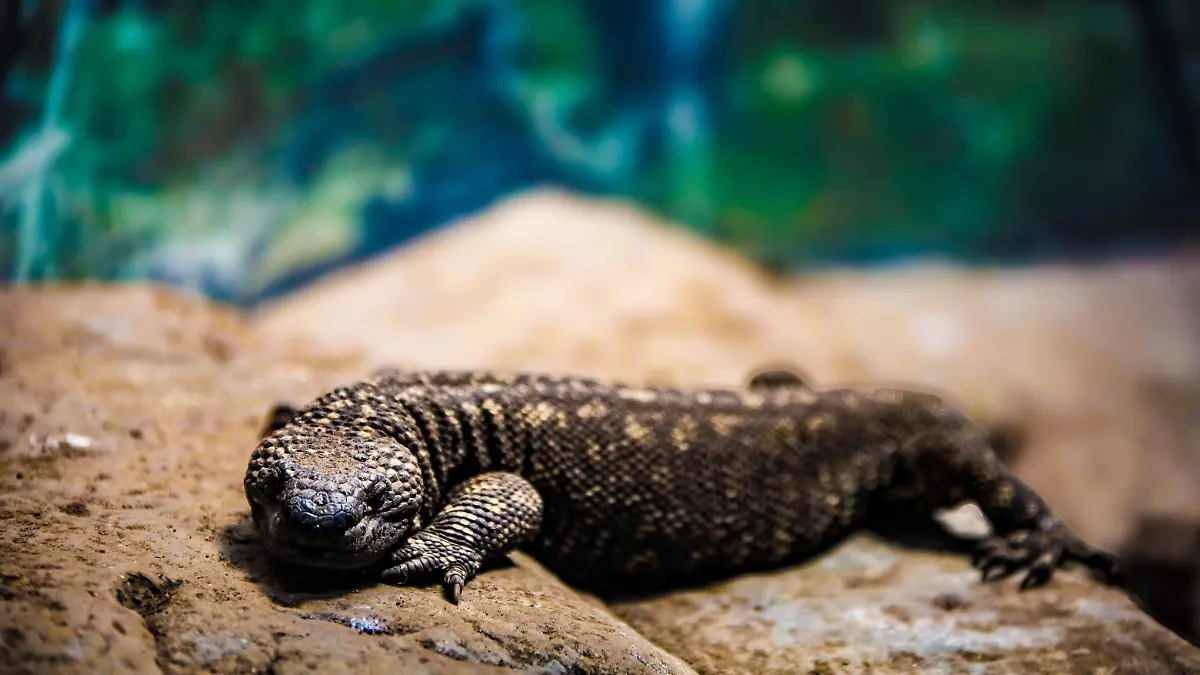 animales zológico (10).jpg