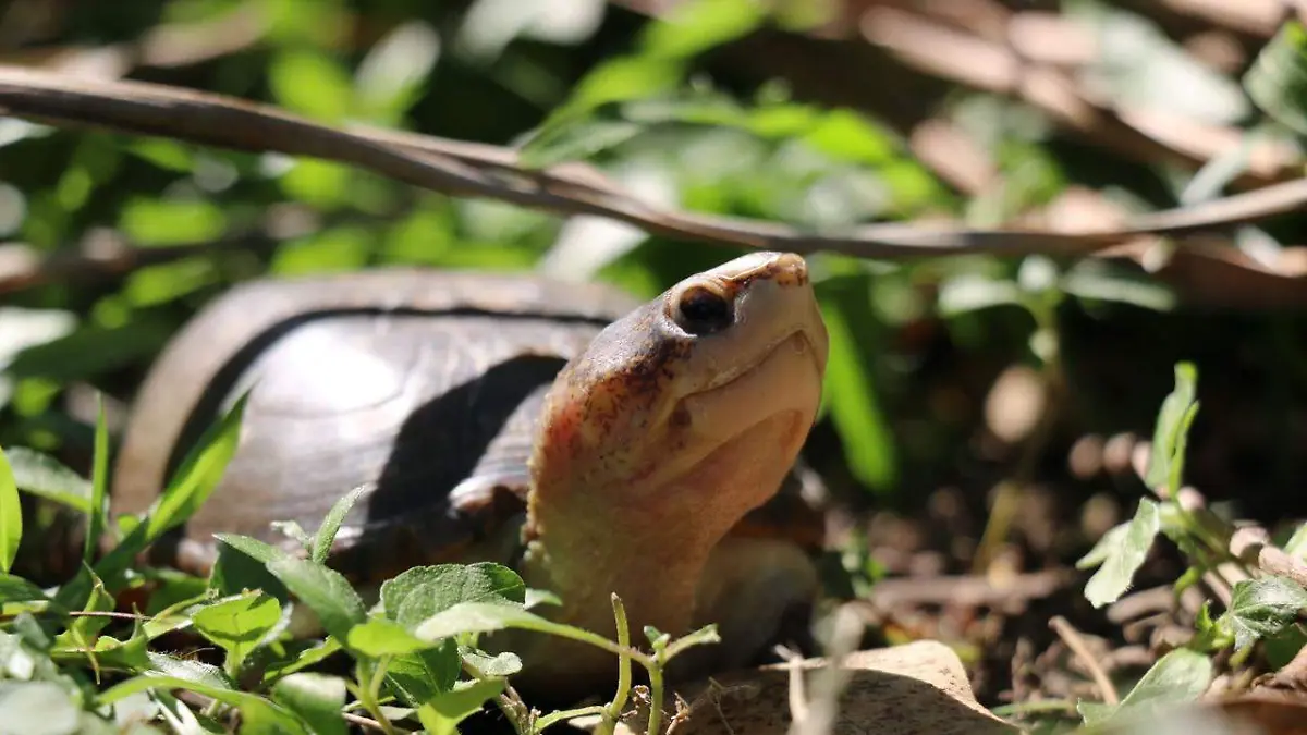 tortuga casquito (2).jpeg