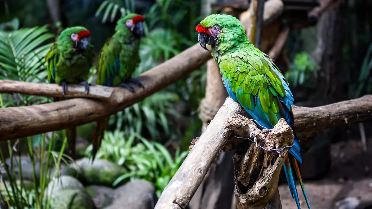 animales zológico (16).jpg