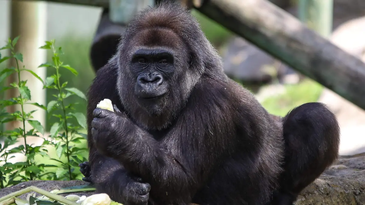 animales zológico (3).jpg