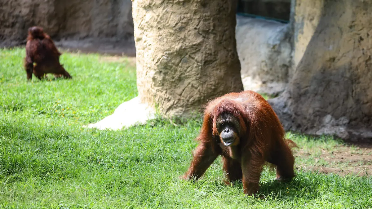 animales zológico (15).jpg