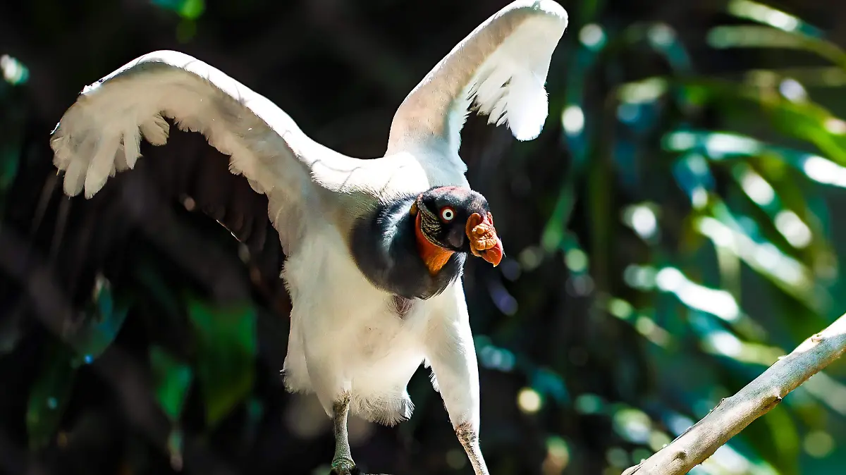 animales zológico (12).jpg