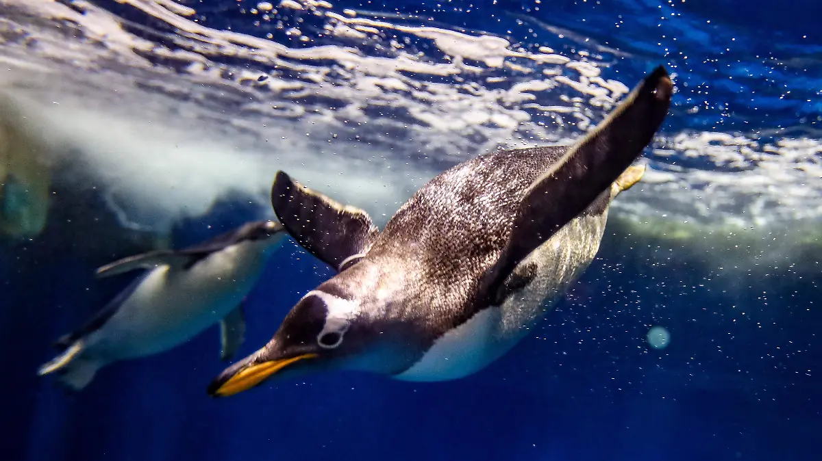 animales zológico (6).jpg