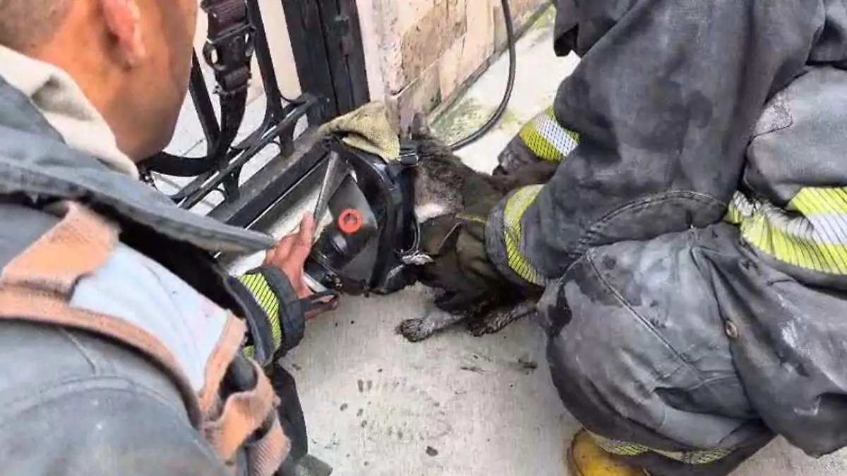 Rescate gatito (4)