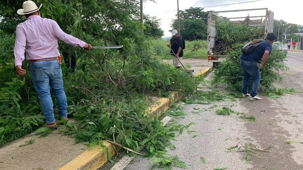 Retiran árboles caídos en Puerto Vallarta