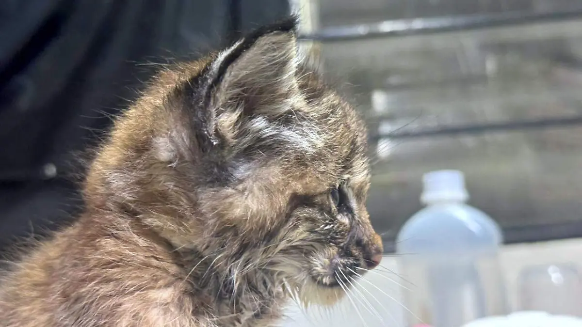 Cachorro de lince Foto Tlajomulco  (1).jpeg