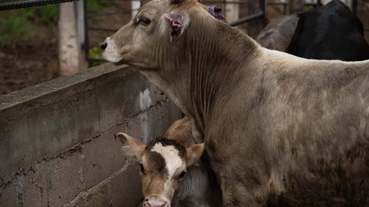 Ganado Foto Isabel Mateos Cuartoscuro (2).jpg