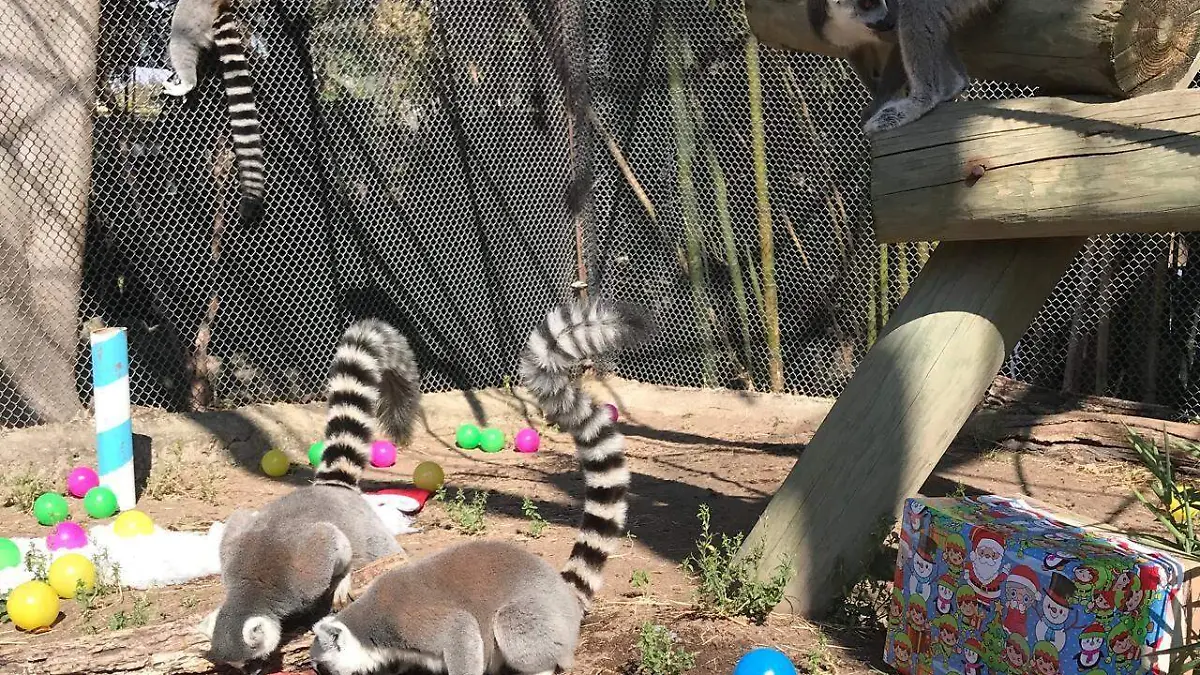 Zoológico Guadalajara Cortesía