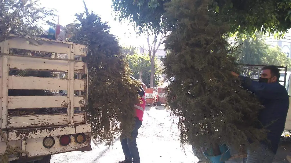 Recolección Árboles Foto Tlaquepaque (1)