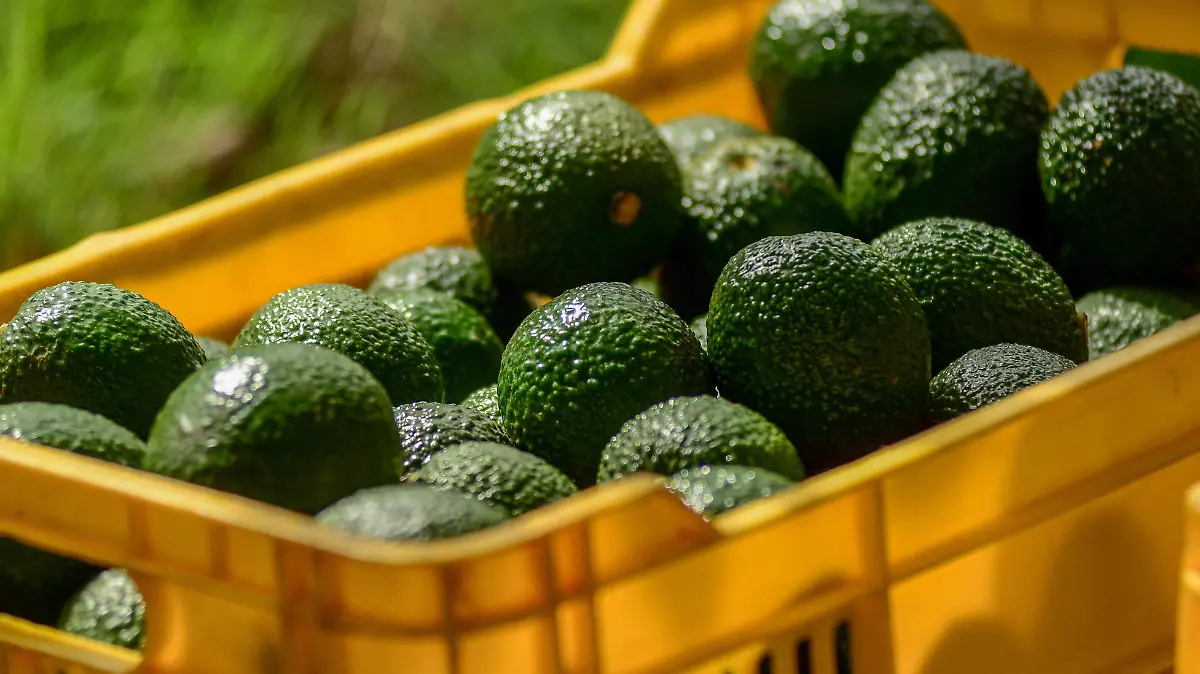 Aguacate Foto Desarrollo Económico  (4)