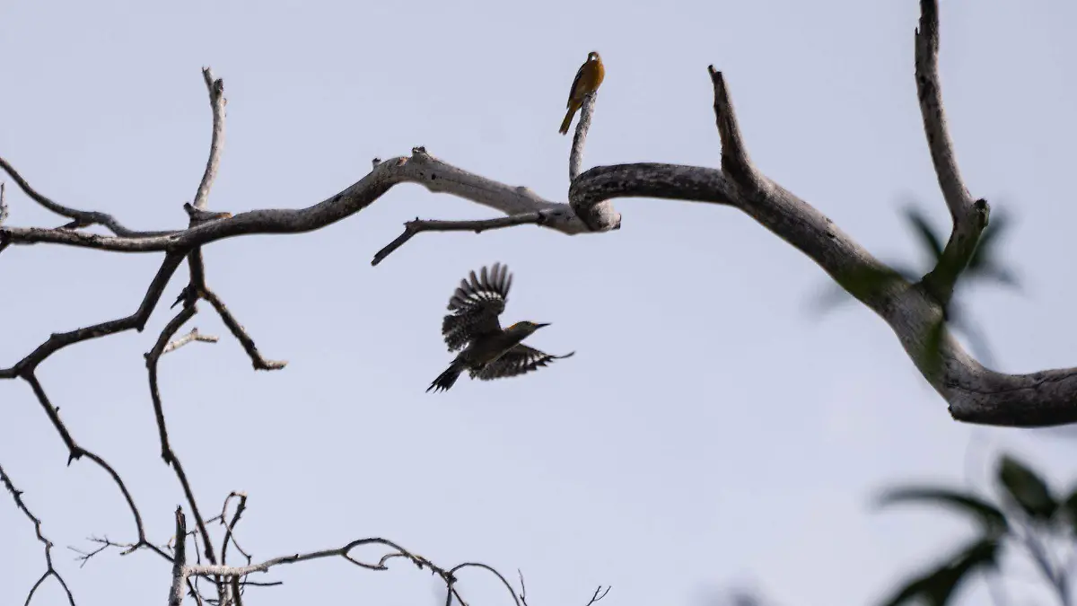 1056015_Observación Fauna_web