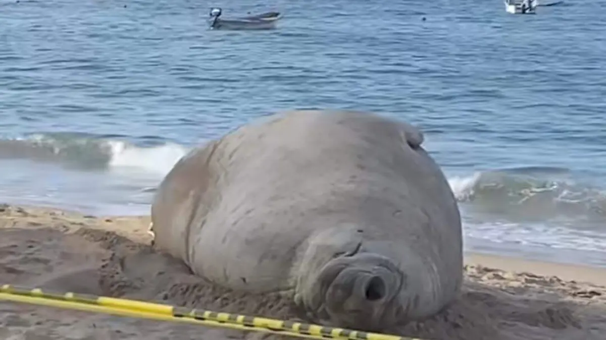 Elefante marino en Nayarit