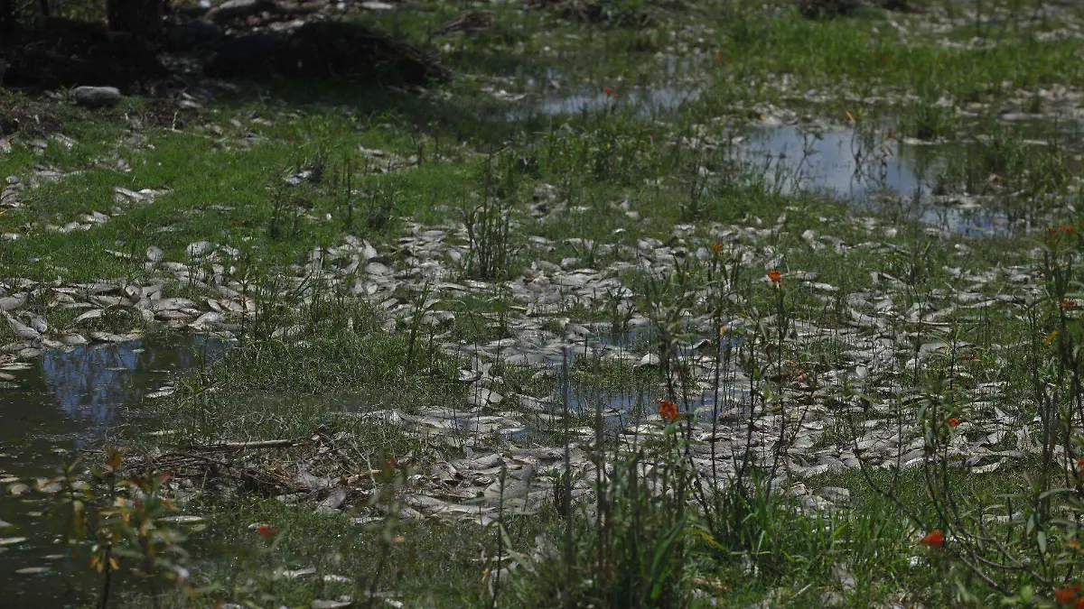 989019_Peces Muertos Río Santiago Jalisco_web