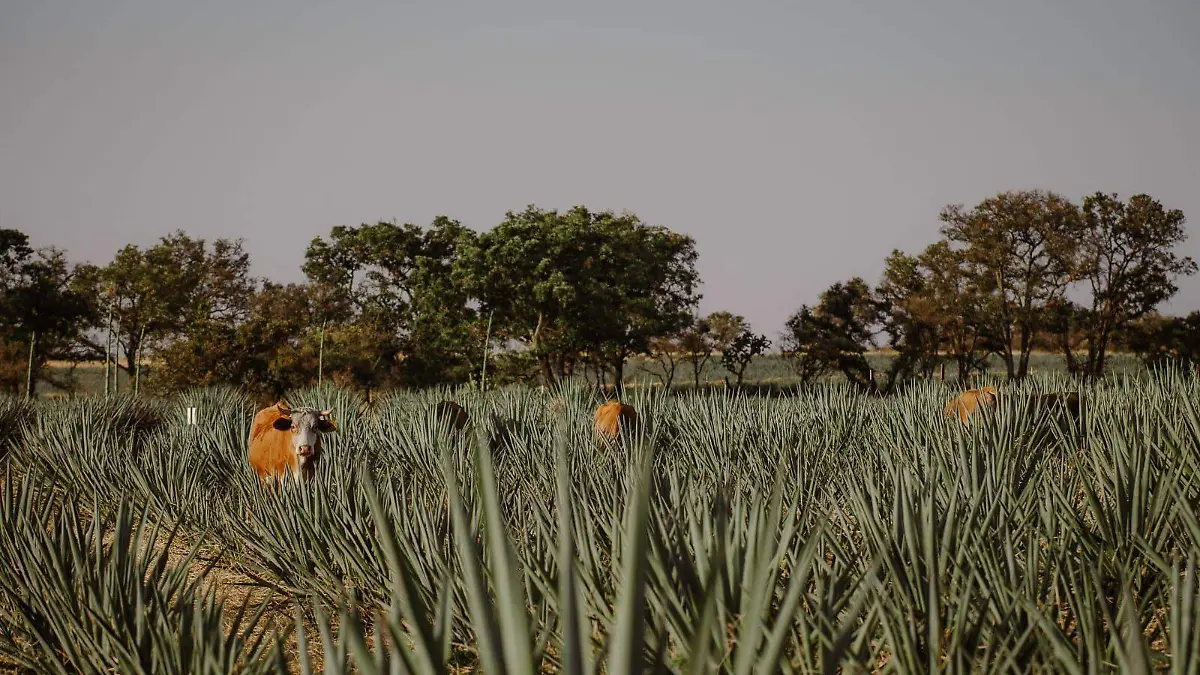 Emmanuel y Tony (3).jpg