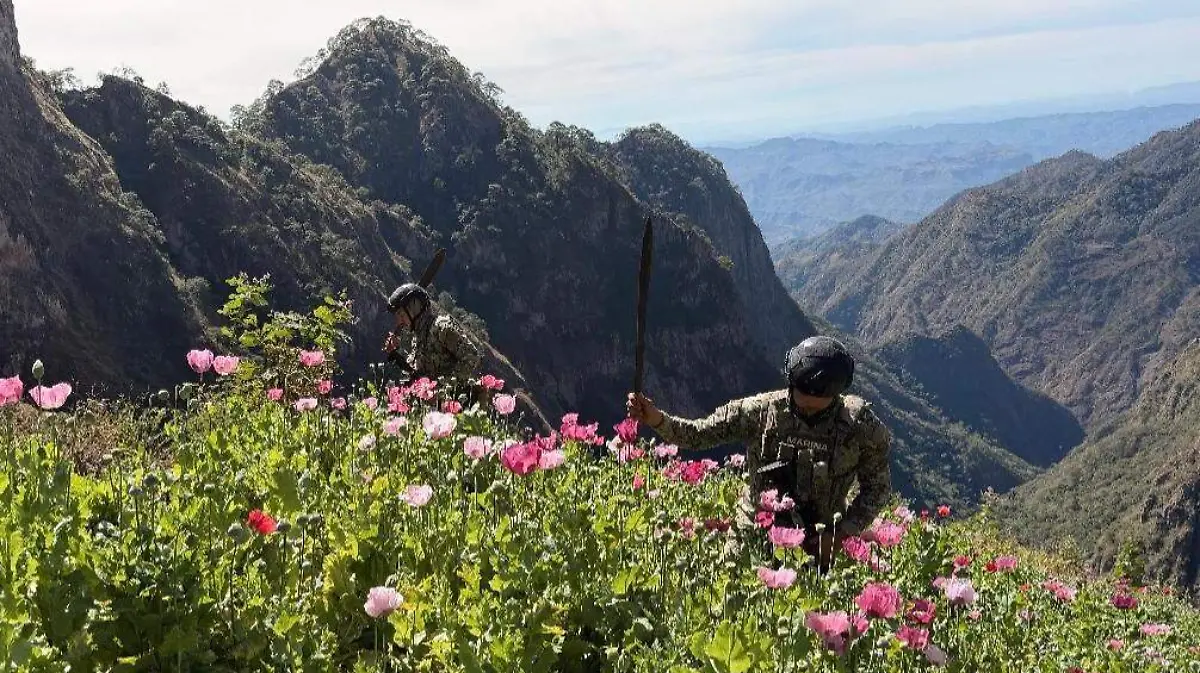 Destrucción de plantíos de amapola en Nayarit