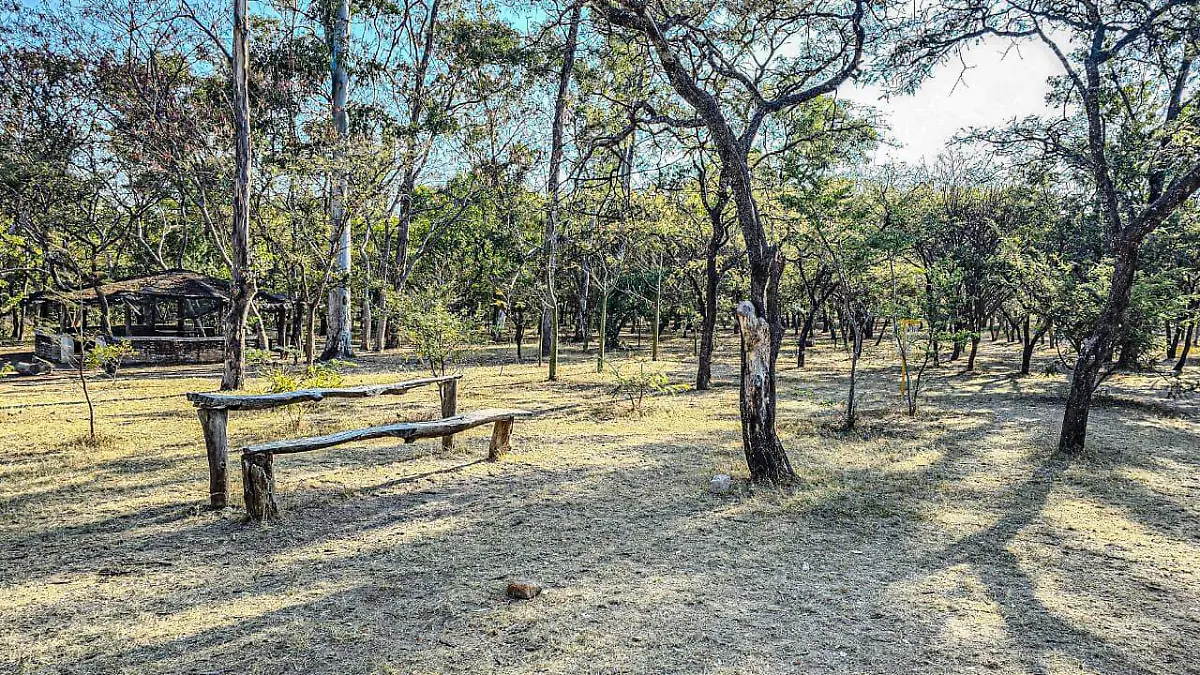 Bosque El Centinela Foto Aurelio Magaña (6).jpeg