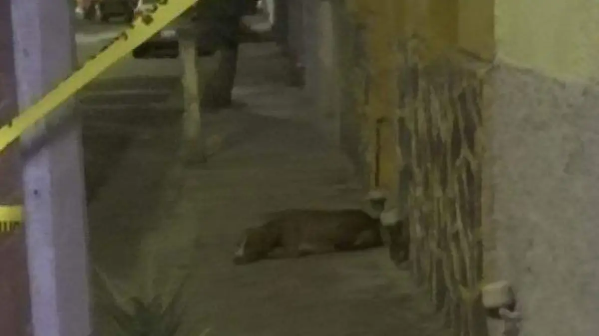 Lomito no se aleja de su dueño ya fallecido