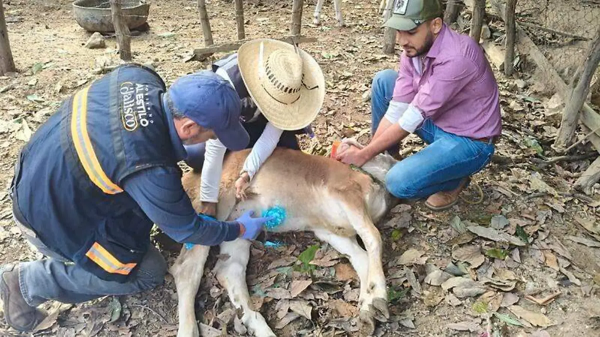 Casos gusano barrenador en Jalisco
