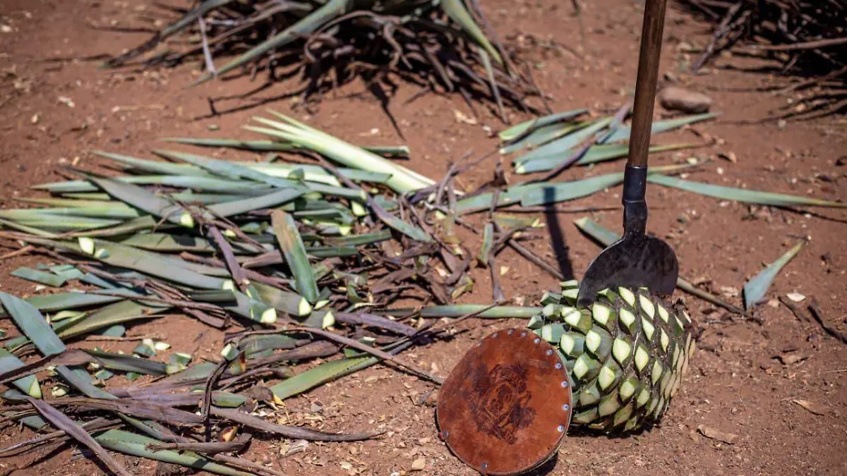 agave Francisco Rodríguez