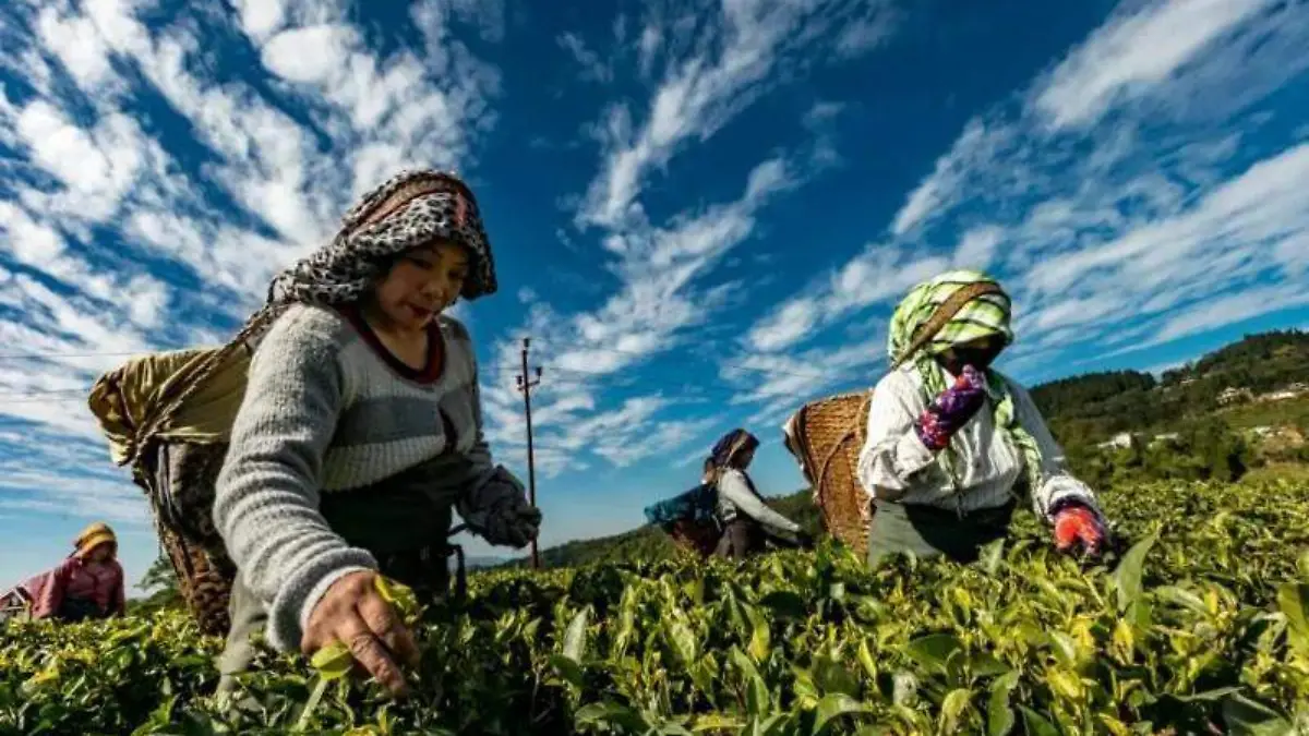 mujeres-campo-economia-1024x684