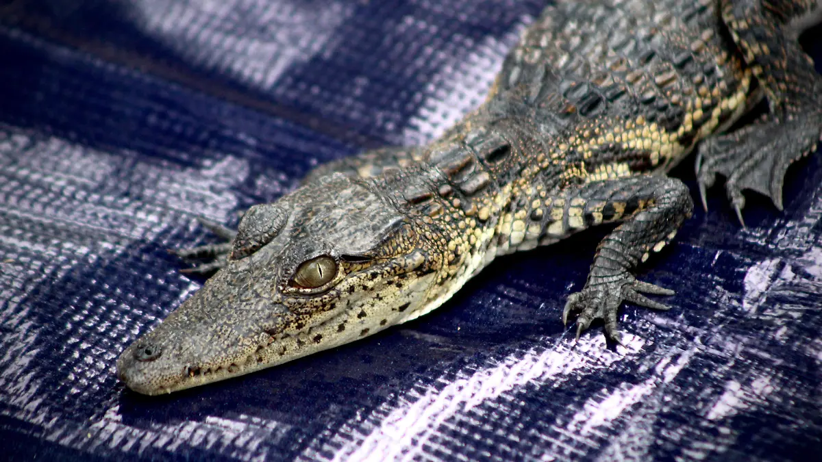 WhatsApp Image 2026-03-10 at 4.35.31 PM (1)