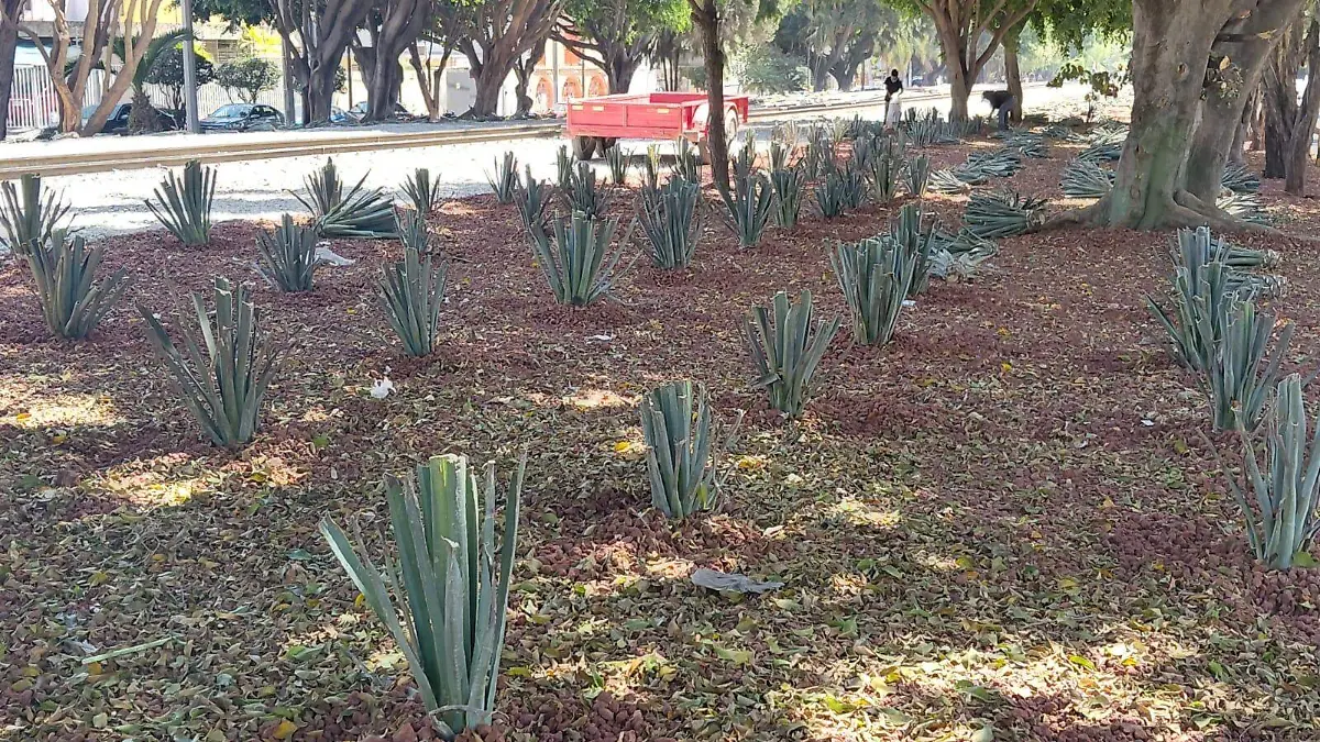 Agaves