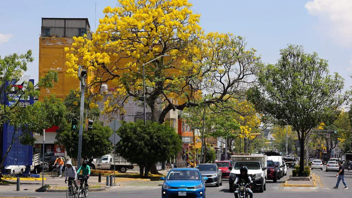 Árboles amarillos Foto Francisco Rodríguez (2)