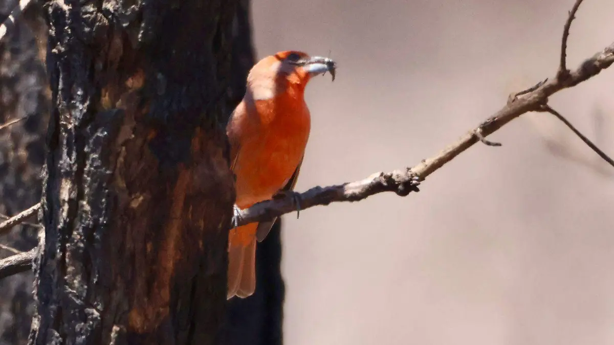 animales bosque primavera (2)