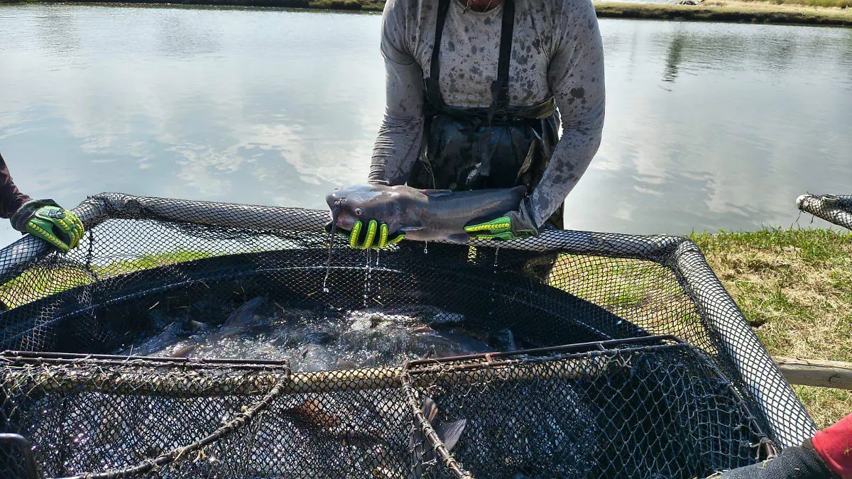 pesca (13).jpeg