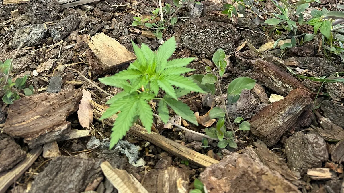 Marihuana Foto Cortesía