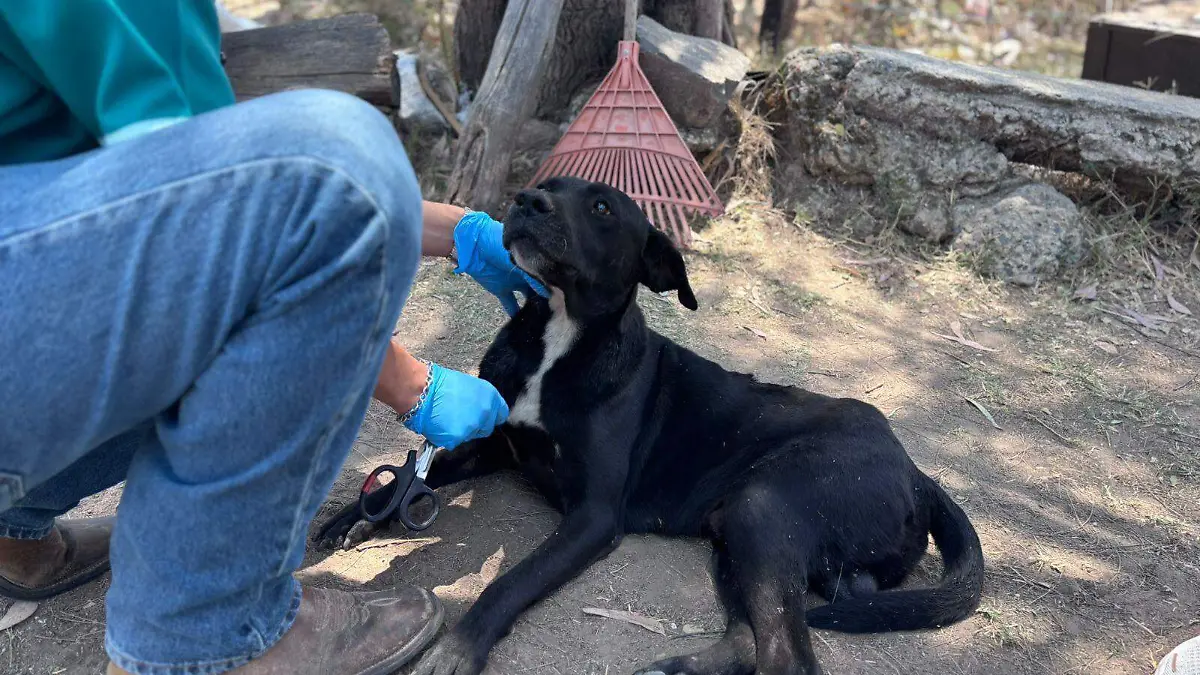 Perrito Foto El salto