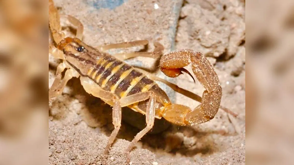 Alacranes, gobierno de jalisco