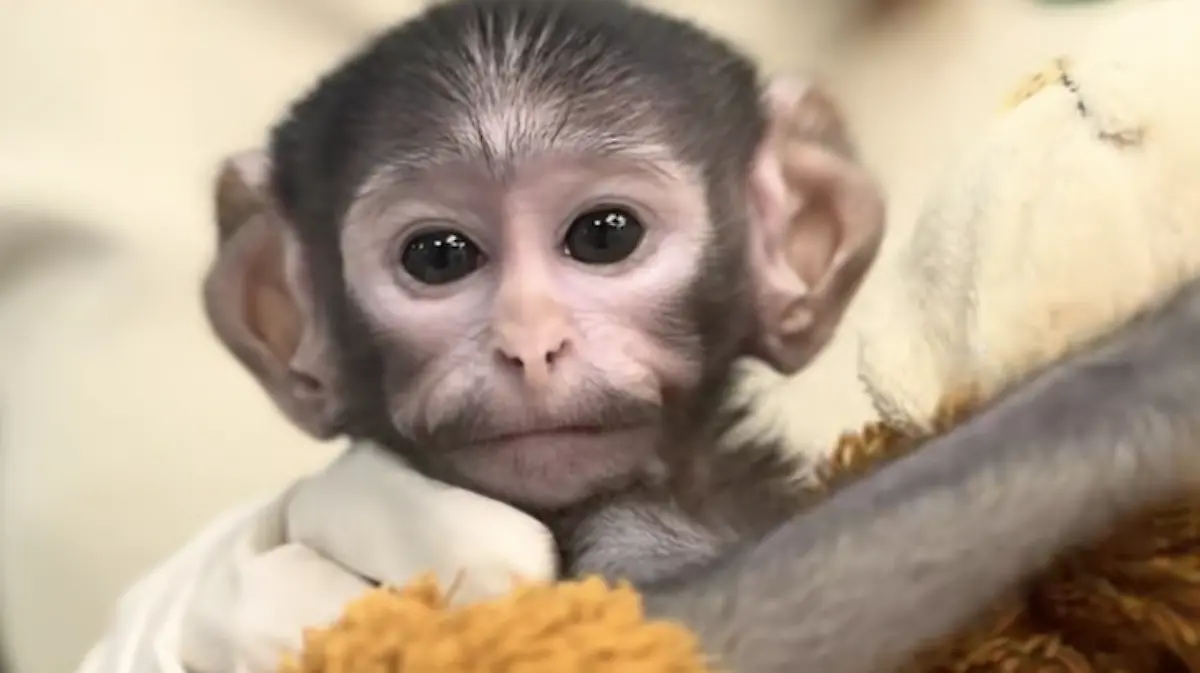 Captura de pantalla 2026-04-10 a la(s) 12.53.45