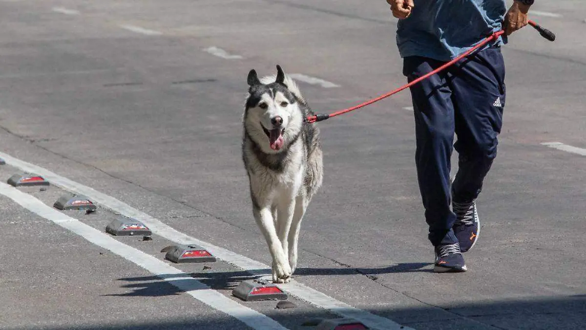 1005272_Perros Paseo Dominical_web