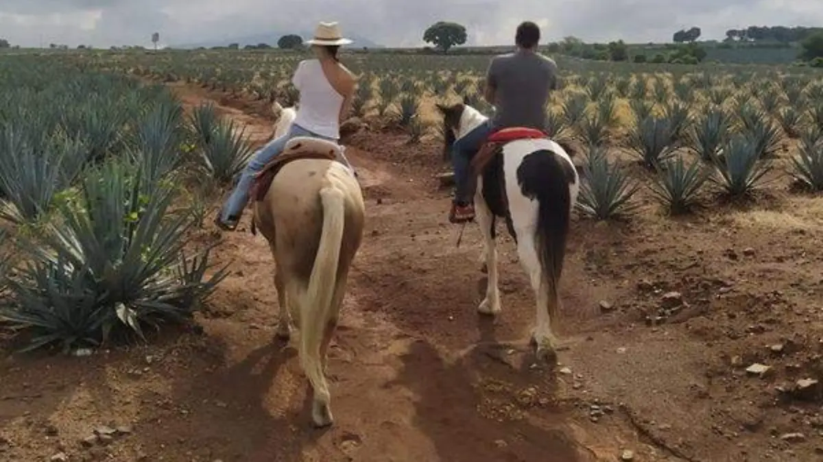 Ruta del Tequila