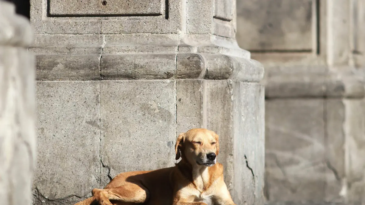 Perro Foto Margarita Pérez Cuartoscuro