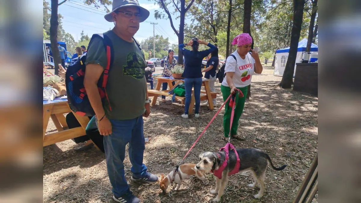 obesidad perros 