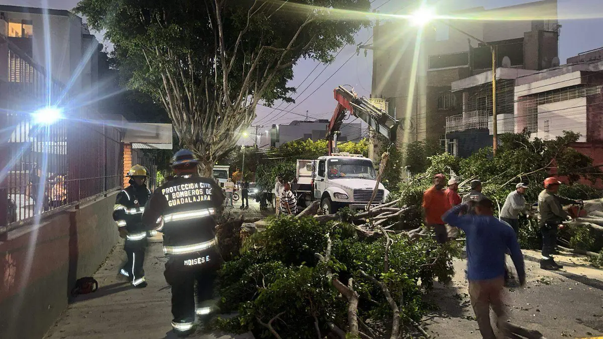 Cortesía árboles caídos (1)