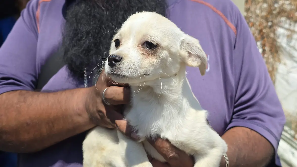 Adopciones perros y gatos