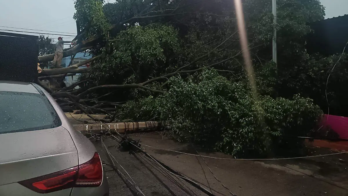 Caída de árbol y poste en Belisario Domínguez