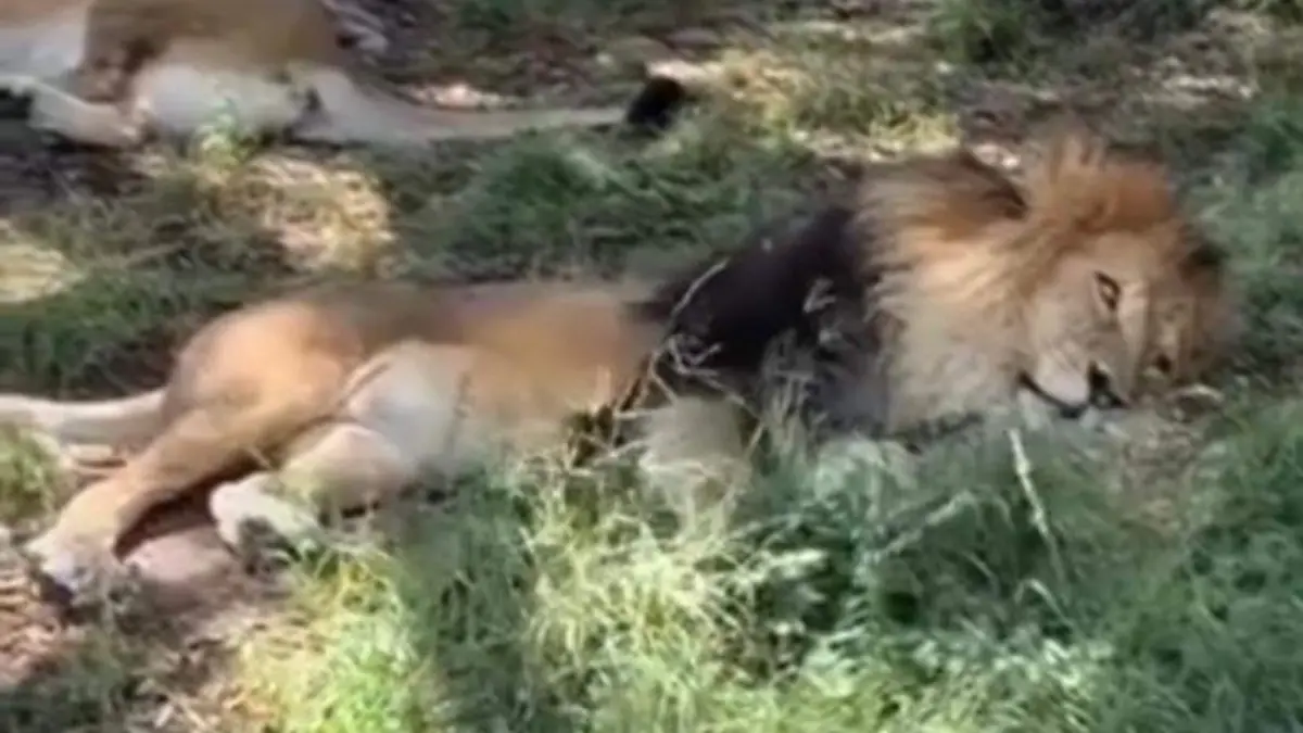 León Captura video